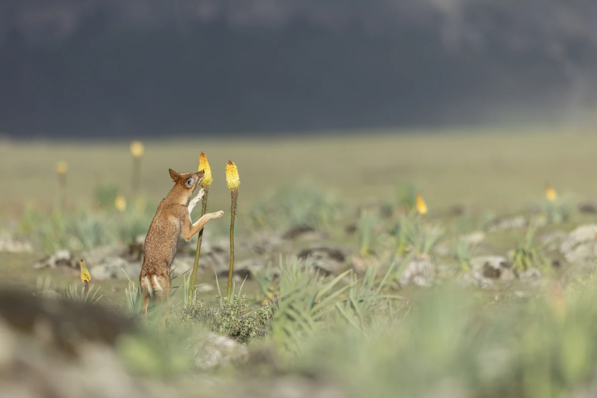 Le Secret du Loup d'Éthiopie